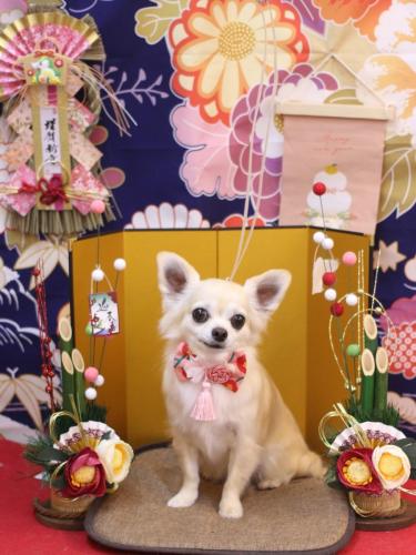 20240111ミルクちゃん